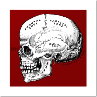 skull - anatomy Posters and Art